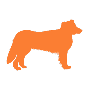 raw dog food Perth