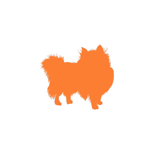 Healthy dog food Perth
