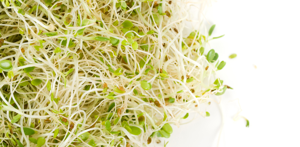 Alfalfa for Dogs