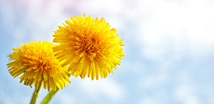 Dandelion for Dogs
