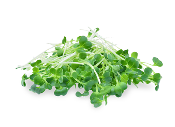 nutrient-dense alfalfa microgreens in dog food