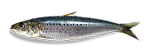 Wild-caught sardine — primary protein in Wolfit Box fish fresh dog food